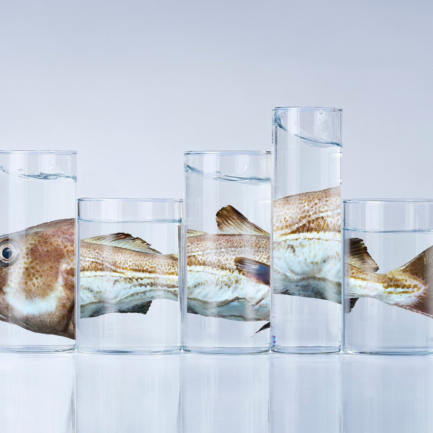 Upcycling af fiskeskind - Vild Nord